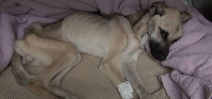 狗狗两侧肋骨不对称的病因及治疗（狗狗肋骨不对称的原因分析及治疗方法）