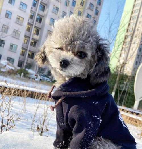 如何有效地教导泰迪犬（掌握关键技巧，让你的泰迪犬成为乖巧听话的伙伴）