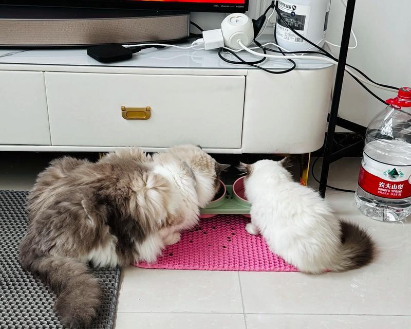 如何科学喂养胖猫（控制饮食加强运动，让宠物更健康）