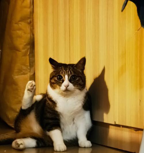 神奇的猫咪发电报的能力（探索猫咪发电报的秘密与潜力）