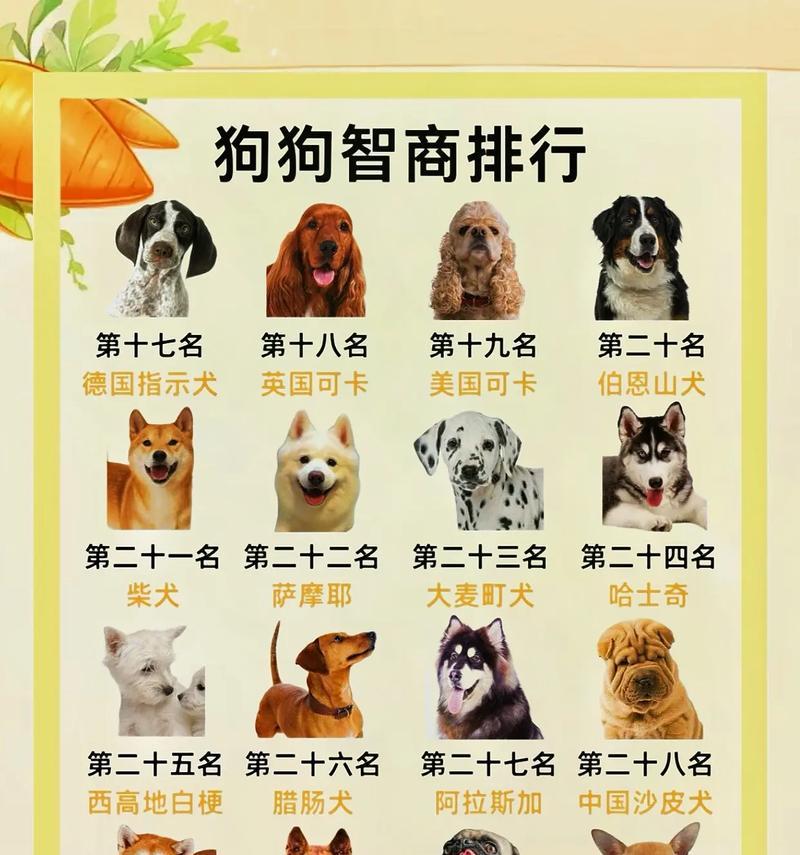 新手养狗，这5种狗狗好养又不臭（选择适合新手养狗的5种狗狗，享受无臭的宠物生活）