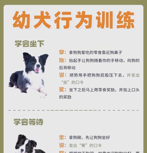 柯基毛如何蓬松？（掌握关键步骤，让你的柯基毛变得蓬松如云）