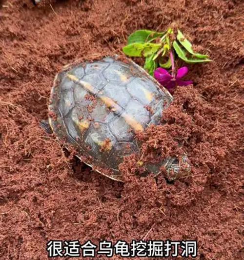乌龟冬眠的方法与注意事项（如何帮助乌龟安全度过冬季休眠期）