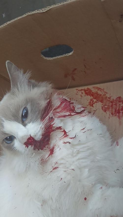 小猫不小心摔了一下，命运起了变化（一个摔倒的瞬间，改变了一只小猫的一生）