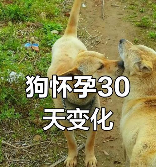 如何判断母狗是否怀孕（掌握关键信号，轻松辨别怀孕迹象）