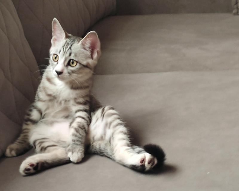 选择这些猫品种，沙发终于能够安全无忧了！（这些猫不抓沙发，让你的家居保持完美状态）