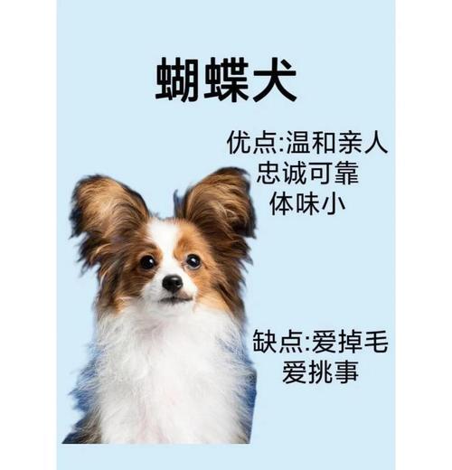 探秘蝴蝶犬长毛之谜（揭开蝴蝶犬长毛的时间与原因）