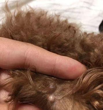 解决泰迪皮肤干燥问题的有效方法（泰迪爱宠的肌肤呵护秘籍揭秘！）