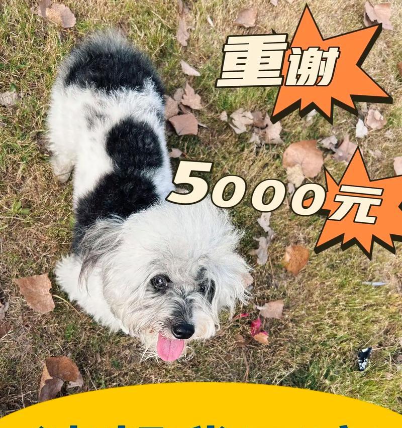 探索串串狗的品种之谜（串串狗的繁衍演化与特色）