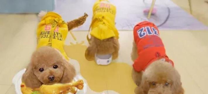 泰迪狗美食魅力无法抗拒（如何控制泰迪狗食欲与营养平衡）