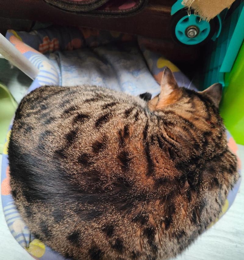 猫咪饿了两天的后果会是什么？（探究猫咪长时间饥饿对其健康和行为的影响）