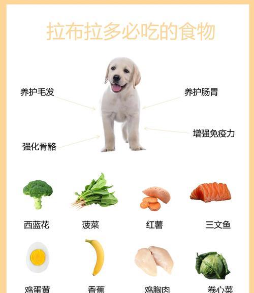 拉布拉多幼犬的正确喂养方法（了解基本饮食需求，保证健康成长）