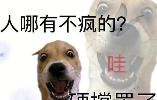 告别狗狗，永远怀念（与狗狗的美好回忆）