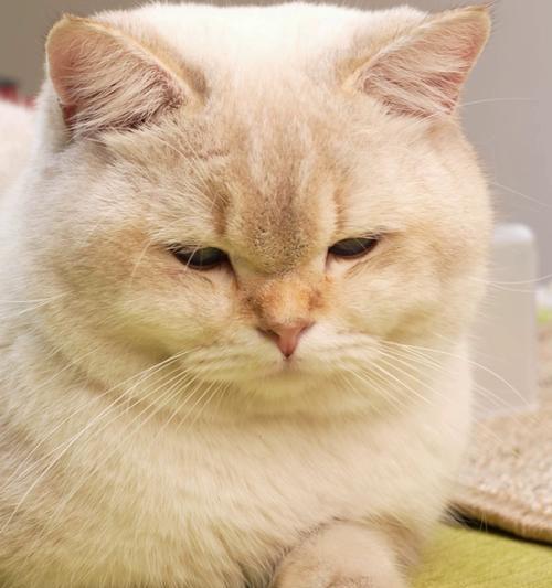 如何合理喂养未戒奶的小猫（探索适合小猫的饮食安排与健康管理）