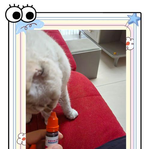 小猫总是叫的原因及解决方法（探究小猫持续叫喊的问题，给予适当的解决方案）