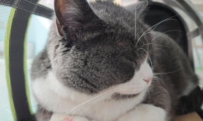 猫打疫苗后出现拉稀，原因和处理方法（了解猫咪打疫苗后拉稀的原因，如何正确处理？）