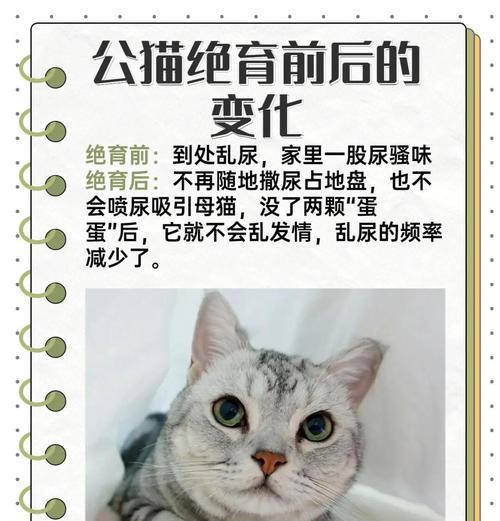 猫能感知自己被阉了吗？（探索猫咪阉割手术后的心理反应与行为变化）