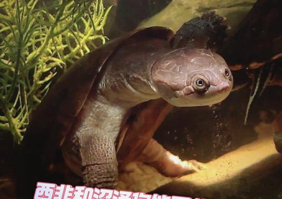 黄头侧颈龟（探索黄头侧颈龟的特色外貌与生态习性，共同呵护这一珍稀物种）