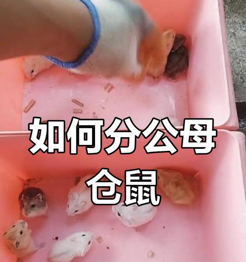 仓鼠与老鼠的区别（如何分辨宠物仓鼠和普通老鼠）