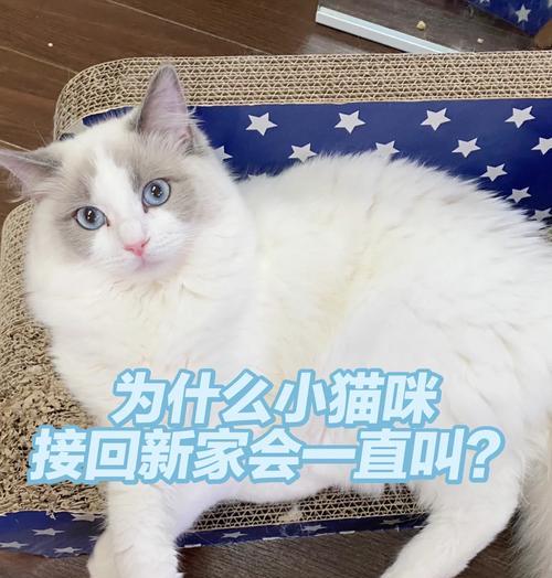 小猫新家乱跑之惊险冒险（一只小猫的淘气行为引发的连环事件）