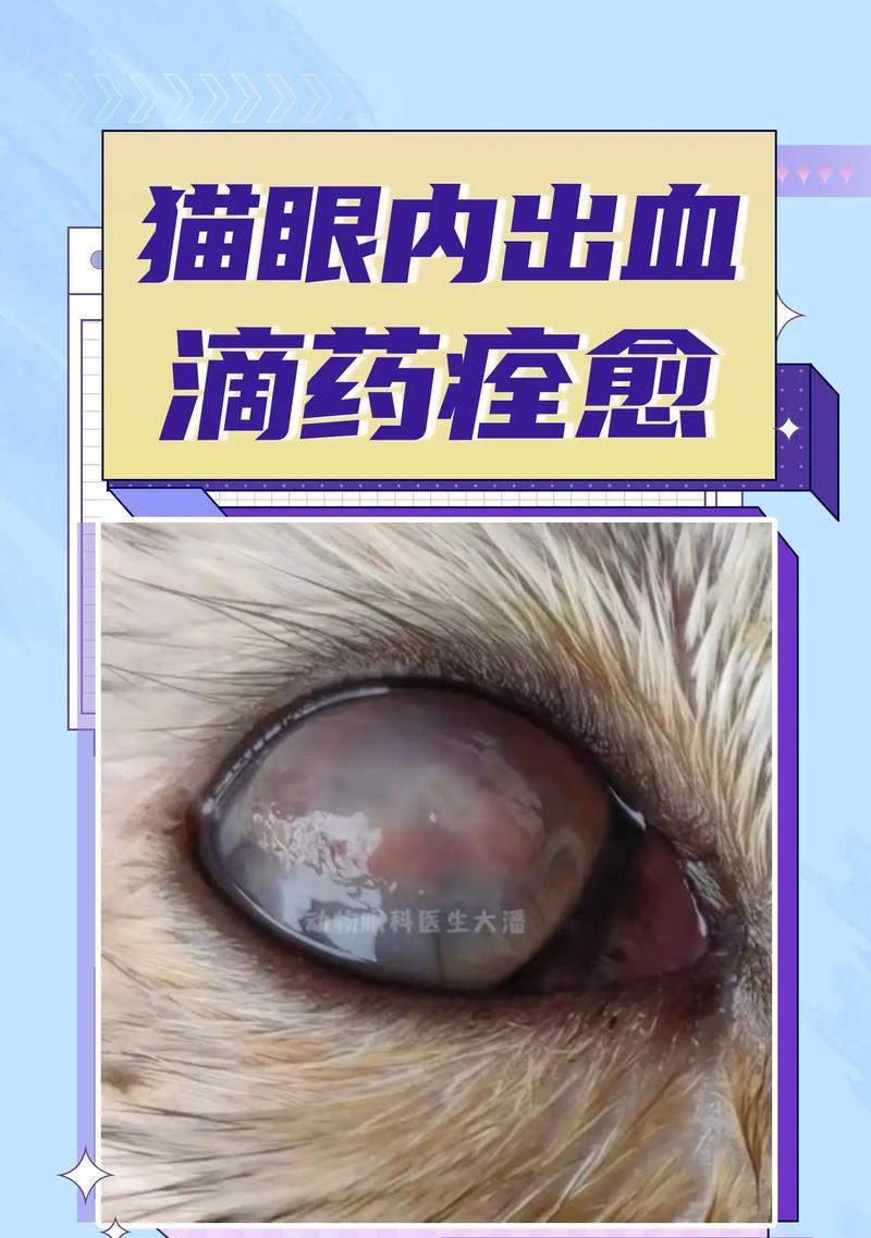 小猫上火眼睛发炎的原因及处理方法（小猫眼睛发炎的症状、预防和治疗方法）