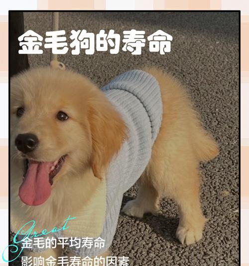 金毛犬的优点与缺点分析（了解金毛犬的特点，选择合适的宠物伴侣）