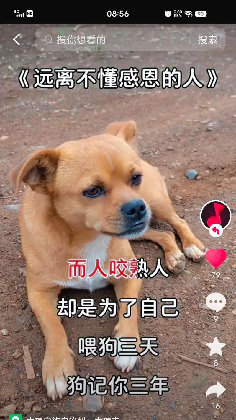 揭开狗狗为何咬自家人的谜团（了解狗狗攻击家人的原因以及如何解决）