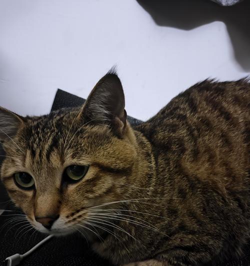 小猫一月发抖之谜（寻找发抖原因的探索与解决）