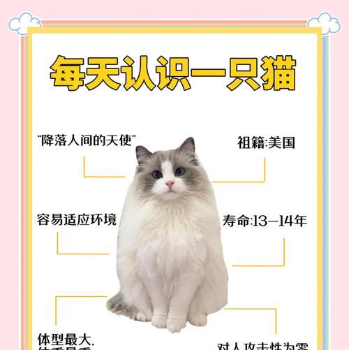 布偶猫的活泼天性是正常的吗？（揭秘布偶猫活泼背后的原因与特点）