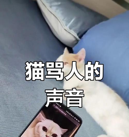 小猫的声音为何一直沙哑？（声音沙哑的小猫为什么发出叫声？）