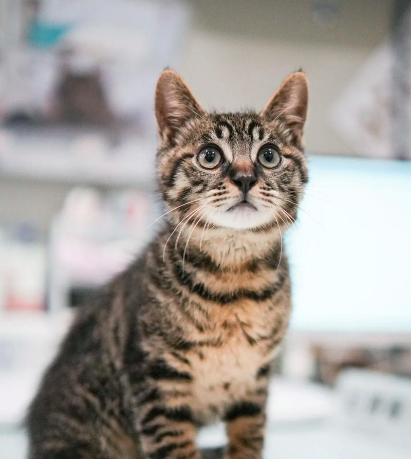 探索国外以狸花猫为主题的文化现象（狸花猫在国外的受欢迎程度与传统文化特征）
