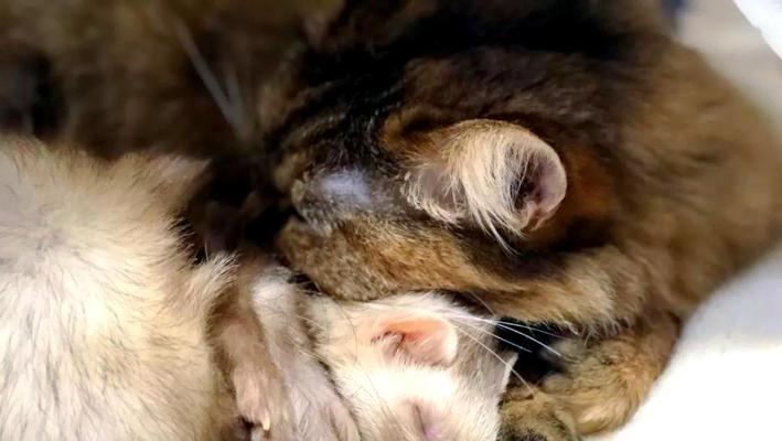 猫窥见同房场景（揭秘猫咪偷窥的行为与心理）