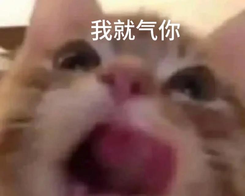 猫为什么还来找你（探究猫对人类的依赖与归属感）