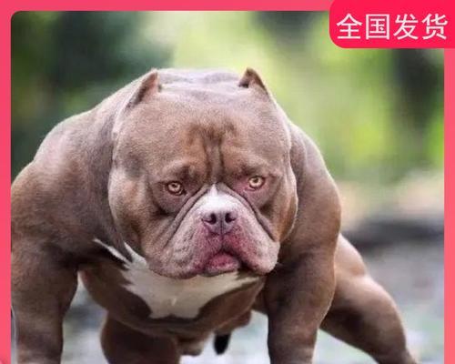 深入探究纯种恶霸行为的本质（解读恶霸心理与行为的根源）
