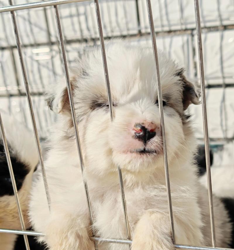 辽宁牧羊犬品种特点与养护全解析（探秘辽宁牧羊犬的历史渊源、外貌特征、性格特点和饲养要点）