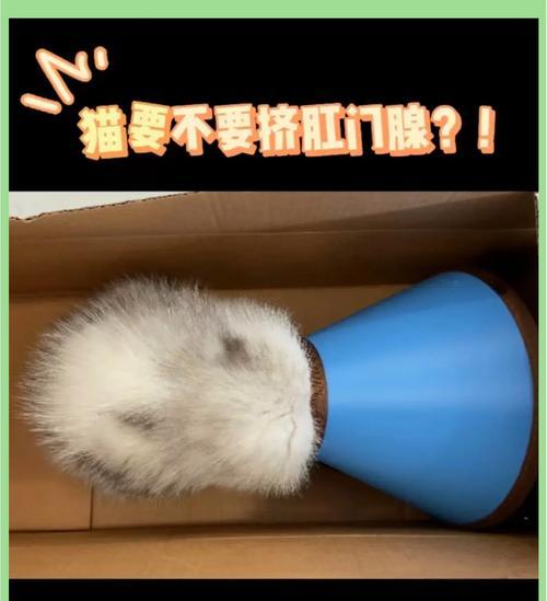 肛门腺挤干净的方法与技巧（有效清理肛门腺，预防炎症困扰）