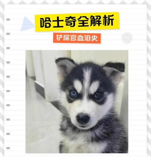 让你的哈士奇狼嚎如狼似虎（哈士奇狼嚎，让它的内心释放出来吧！）