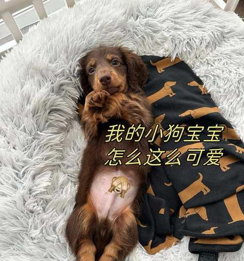刚出生的小狗如何鉴别公母？（通过观察和特征来判断小狗的性别）