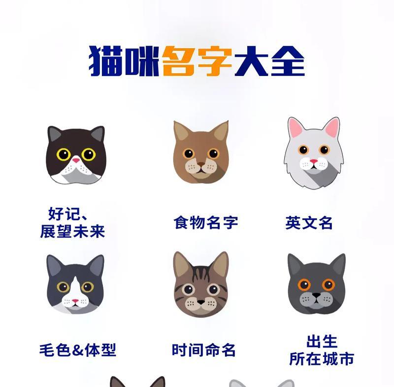 如何给小猫起名字？（探索最适合小猫的名字选择方法）