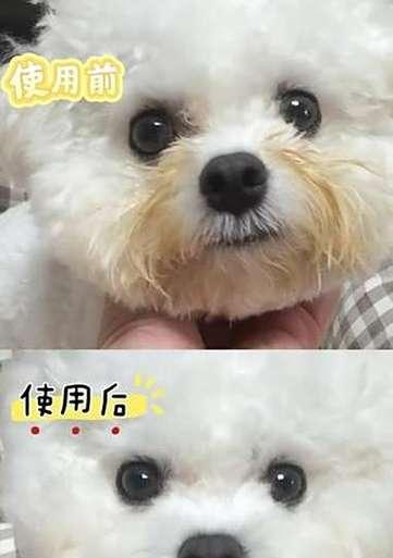 保持比熊嘴干净的秘诀（关键的刷牙和定期洗嘴对比熊嘴的保持至关重要）
