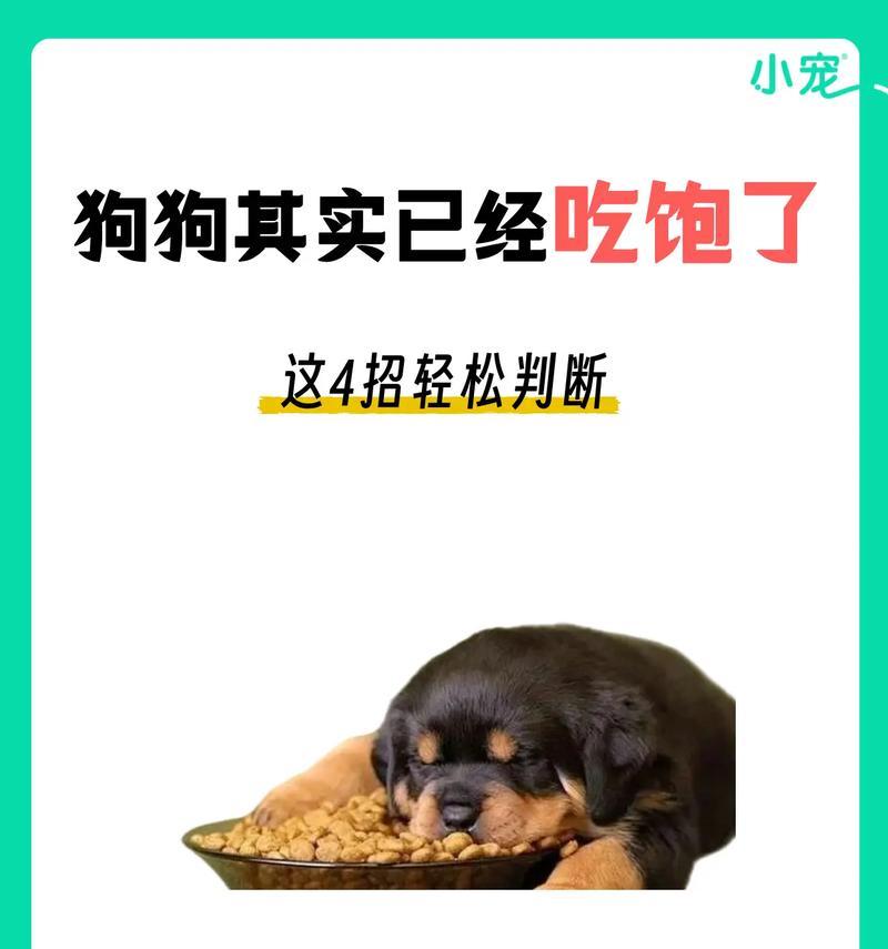 为什么狗狗不能吃太饱？（狗狗的饮食需求和影响）