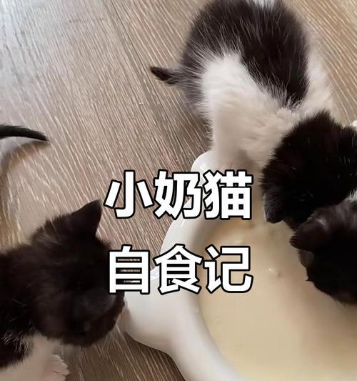 小猫成长需求（探究小猫生长阶段中的营养需求和奶量计算方法）