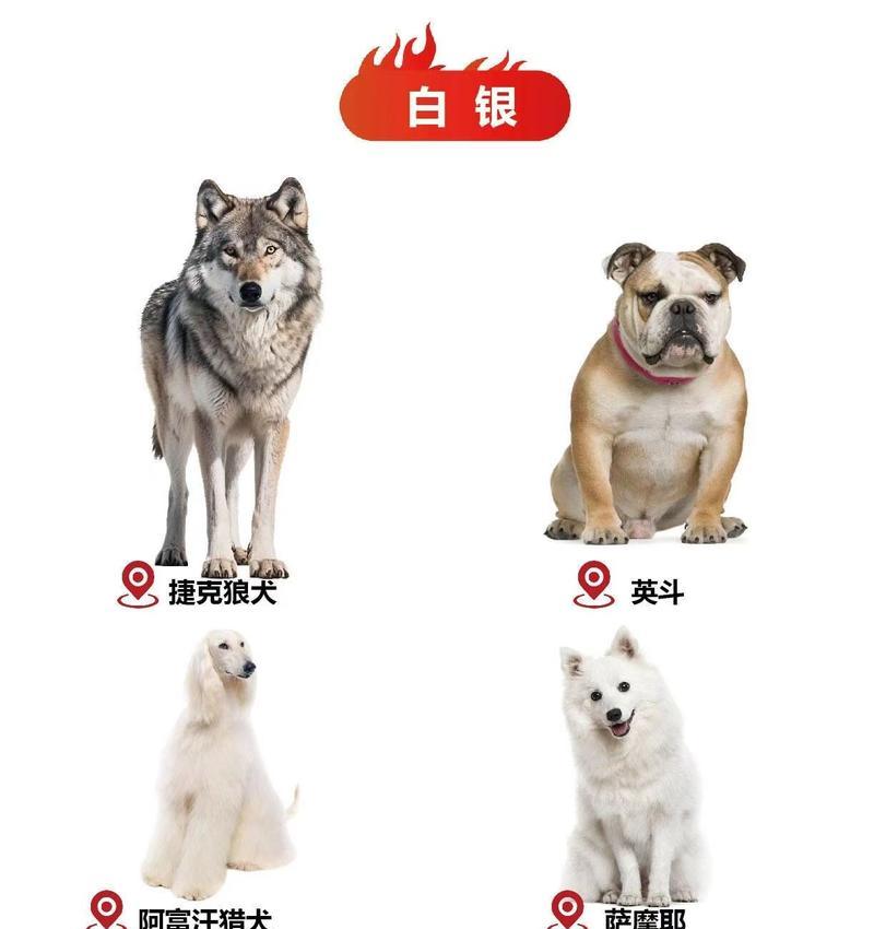 探索世界顶级犬种（揭秘大型狗狗排行榜前十名，为你带来不一样的宠物世界）