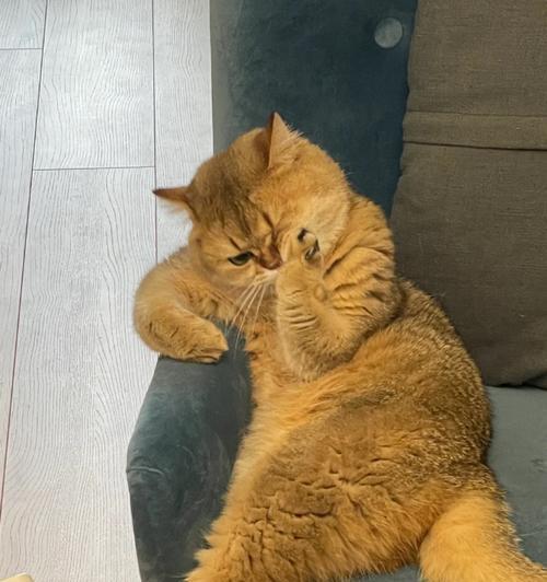 折耳猫的凶性咬人行为（了解折耳猫的攻击性和预防措施）