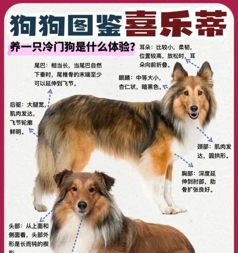 西德牧羊犬与东德牧羊犬（探索这两种牧羊犬的差异与特点）
