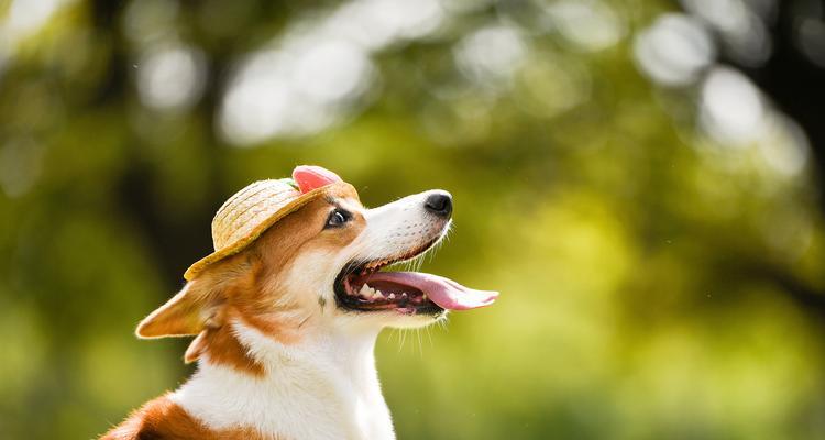 如何进行犬瘟隔离？（科学有效的犬瘟防控方法）