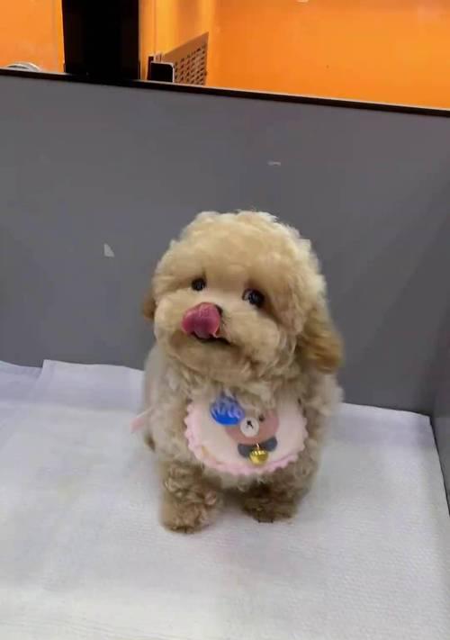 泰迪（泰迪的聪明和勇敢，让其成为理想的护卫犬）