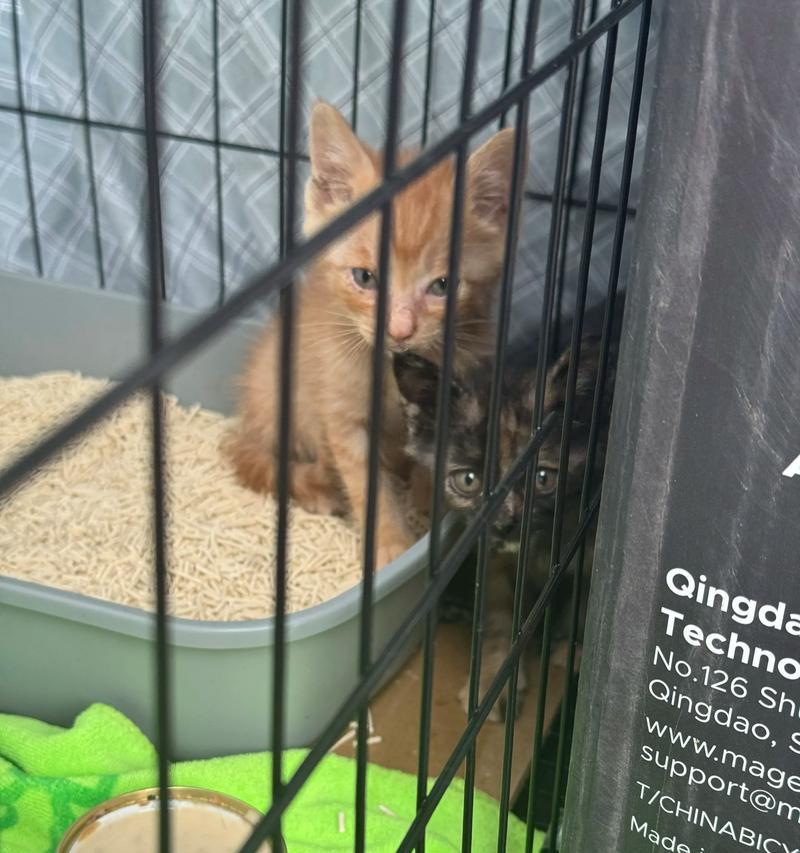 家有两只猫的欢乐生活（一公一母，同居一室的喵星人们）