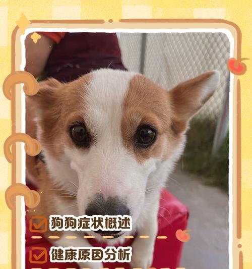 小狗不进食没精神？原因和应对方法一览（探究小狗食欲不振的原因及如何帮助其恢复健康）
