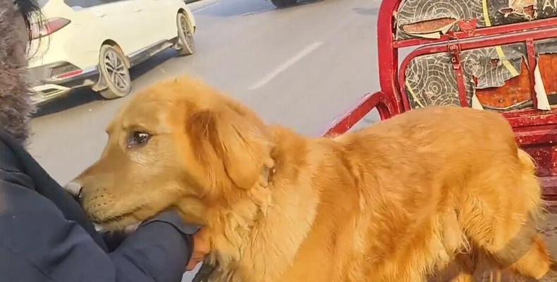 养金毛犬的七项必备之道（再三劝告）